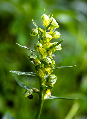 dactylorhiza viridis< 2